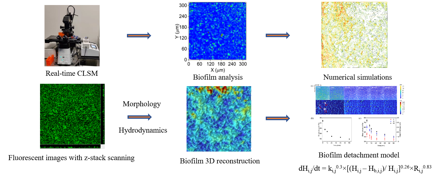 biofilm study